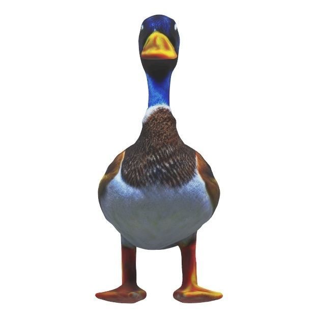 Realistic Mallard Duck - High-Resolution Textured Low-poly 3D model_5