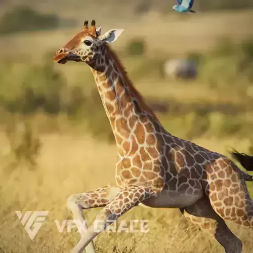 Young Giraffe  VFX Grace