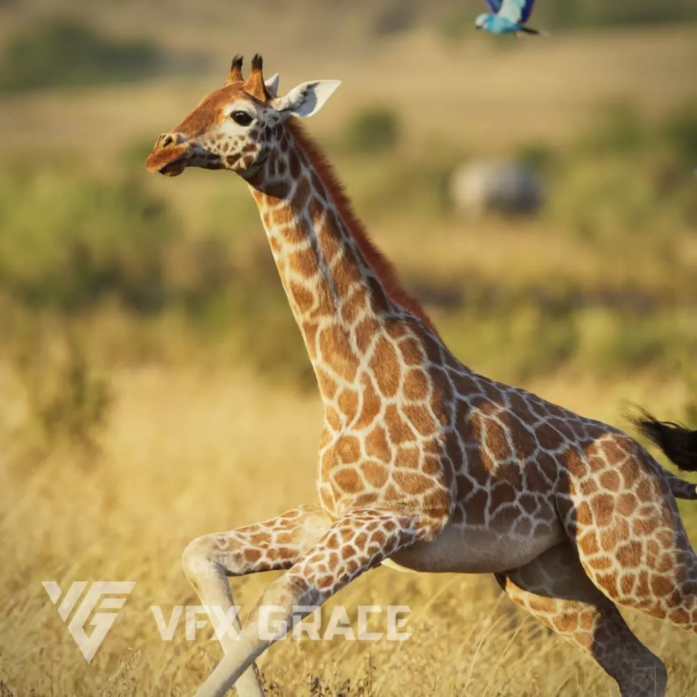 Young Giraffe VFX Grace 3D model