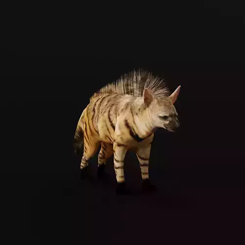 Aardwolf Hyena Animal  Low-poly 3D model