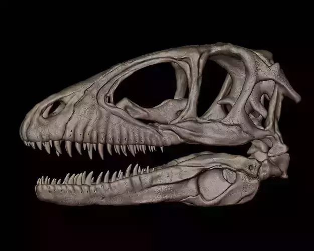 Deinonychus Skull 3D print model