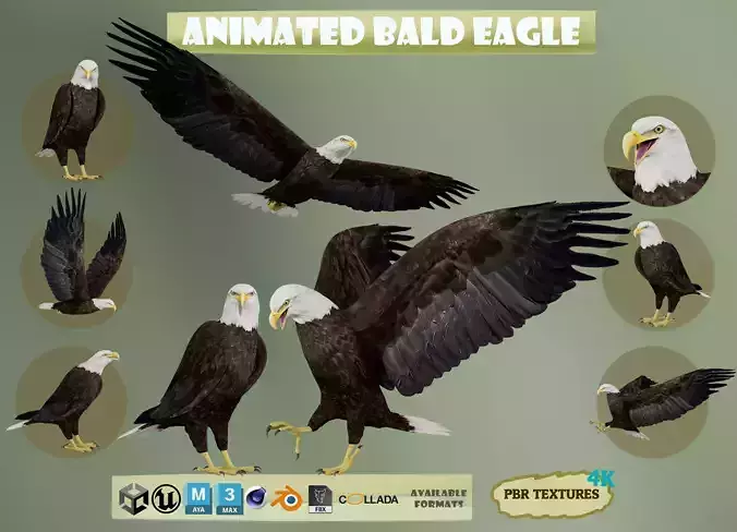 Realistic Animated Bald Eagle Low-poly 3D model