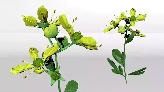 Rue - Ruta graveolens