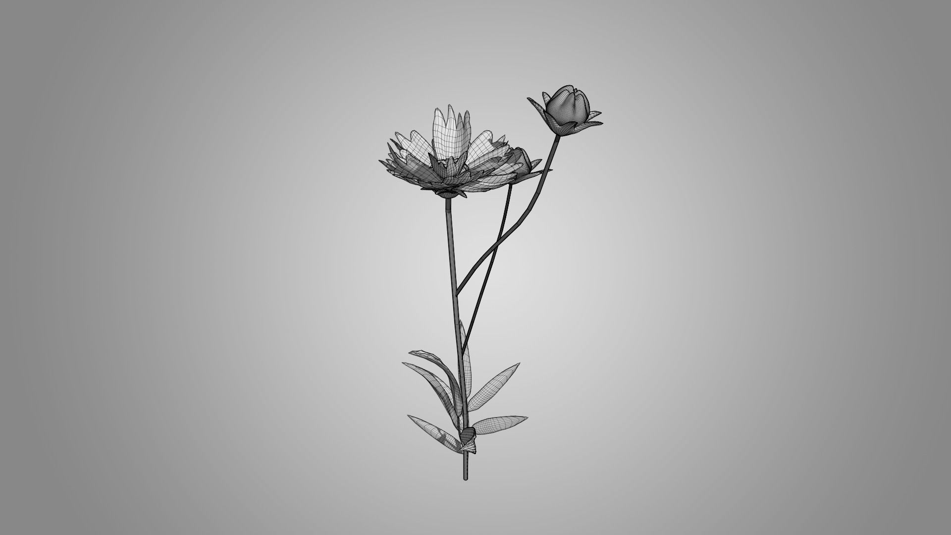Coreopsis - Tickseed 3D model_8