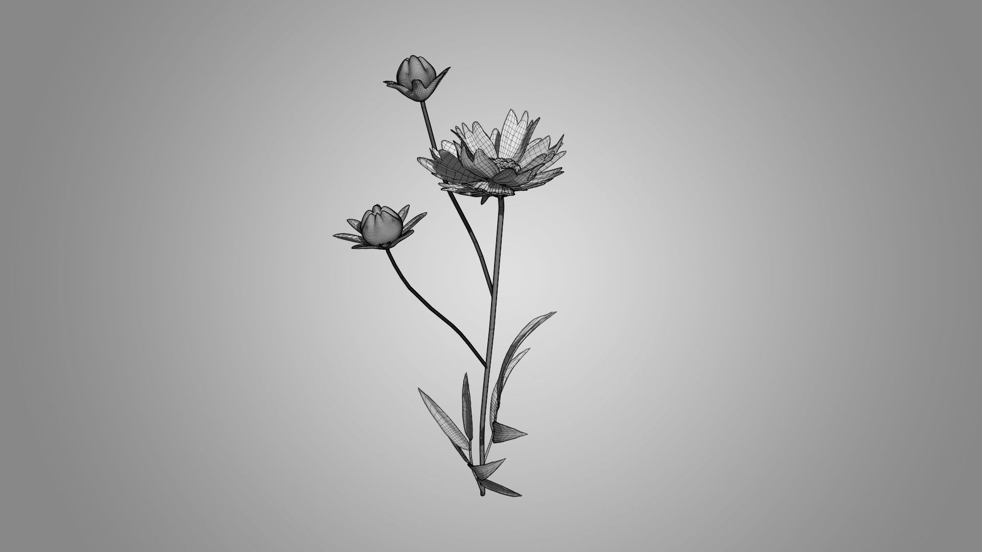 Coreopsis - Tickseed 3D model_7