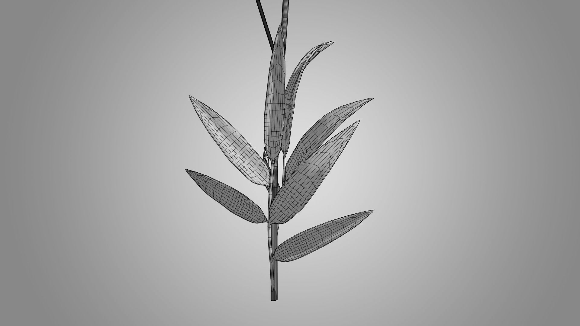 Coreopsis - Tickseed 3D model_11