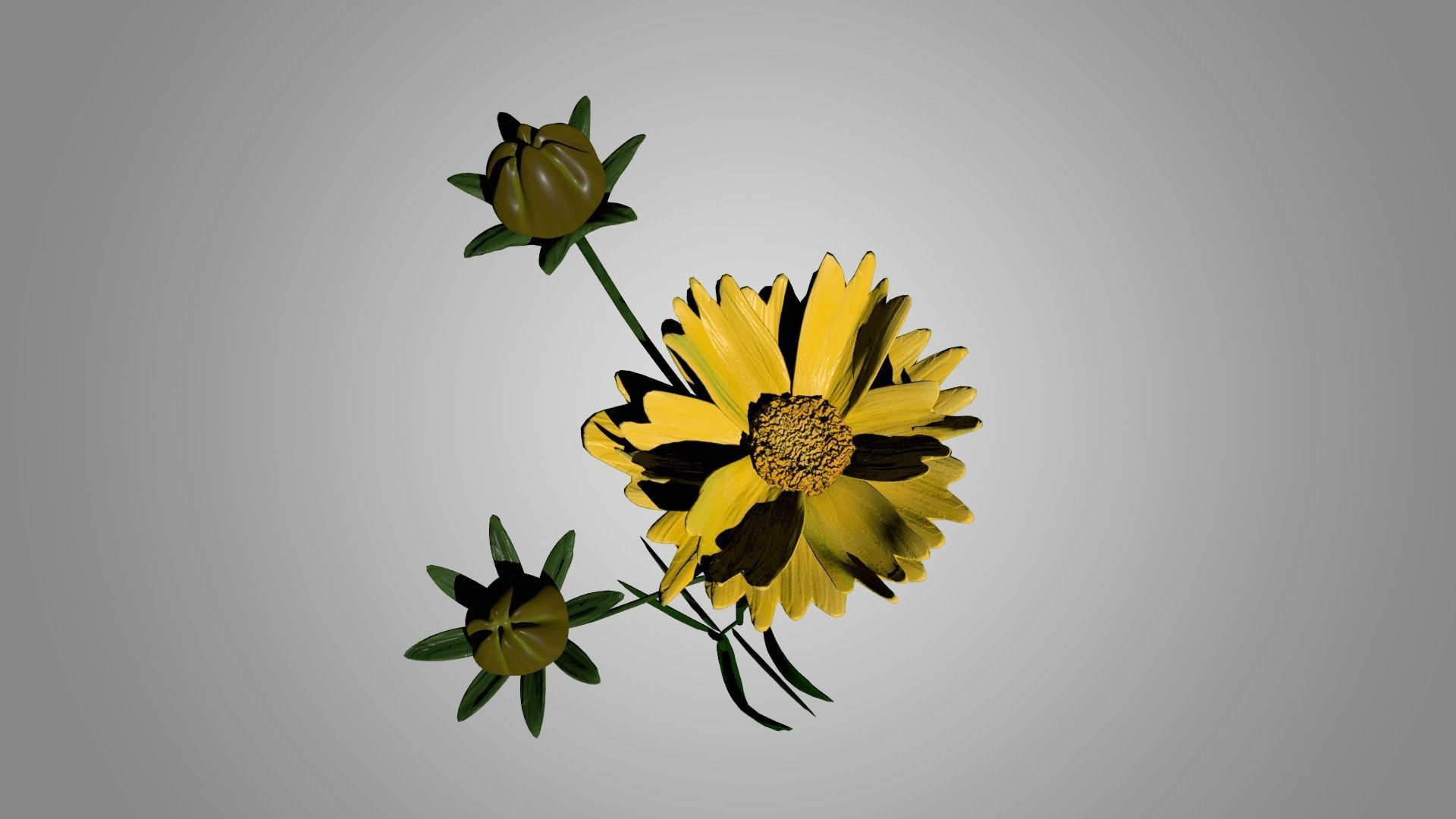 Coreopsis - Tickseed 3D model_4