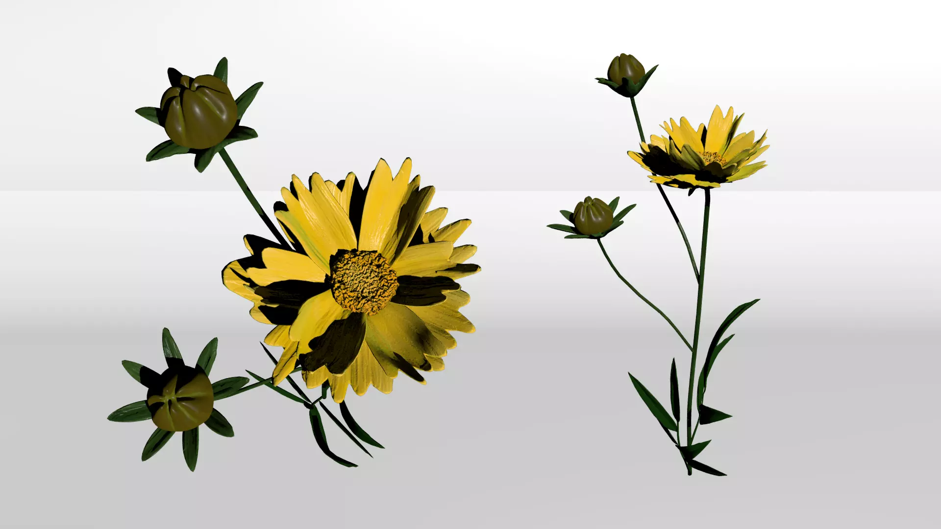 Coreopsis - Tickseed 3D model_0
