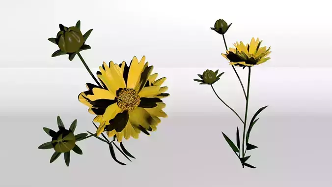 Coreopsis - Tickseed