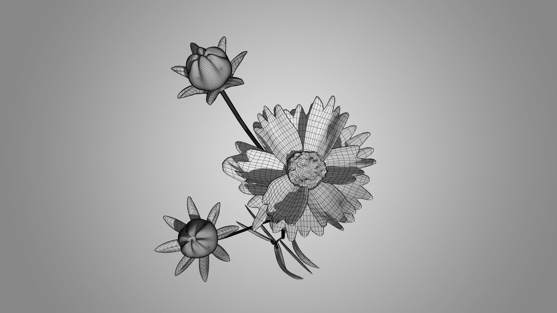Coreopsis - Tickseed 3D model_9