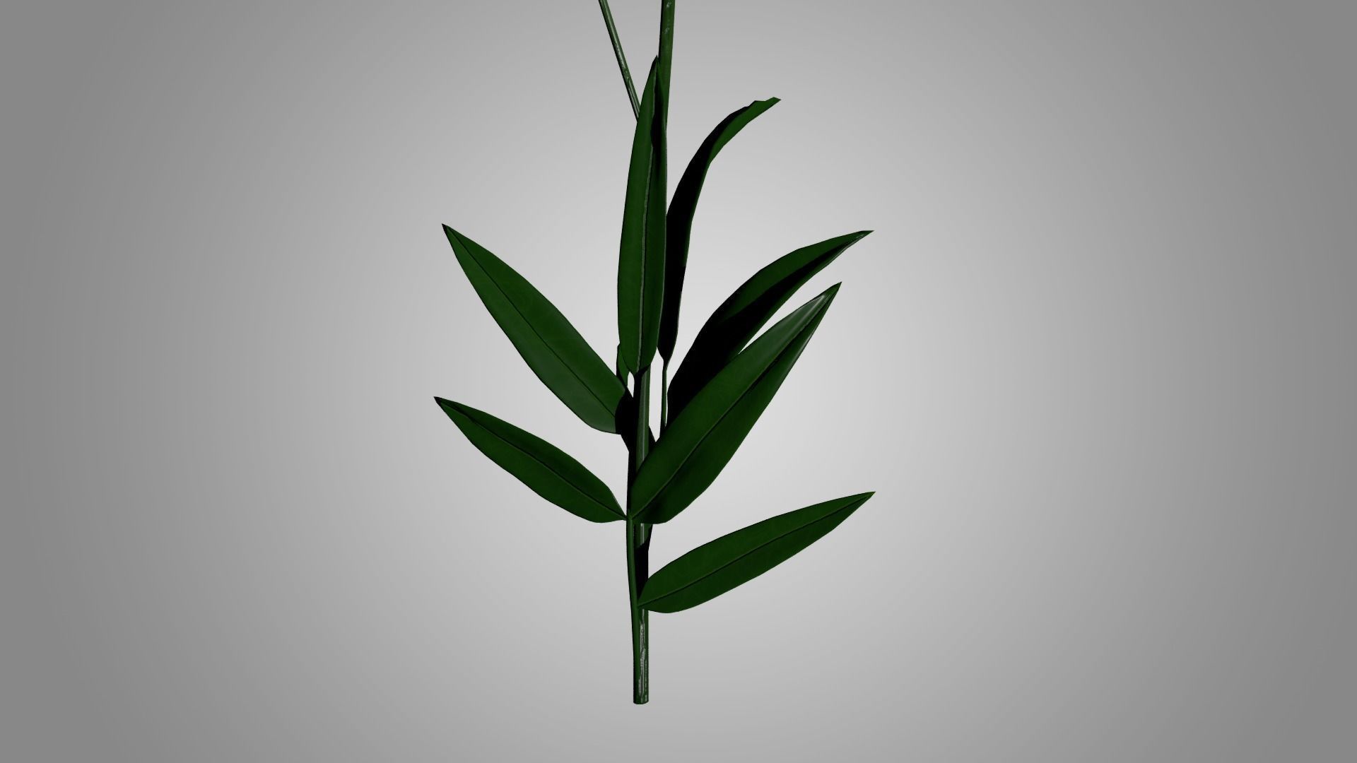 Coreopsis - Tickseed 3D model_6