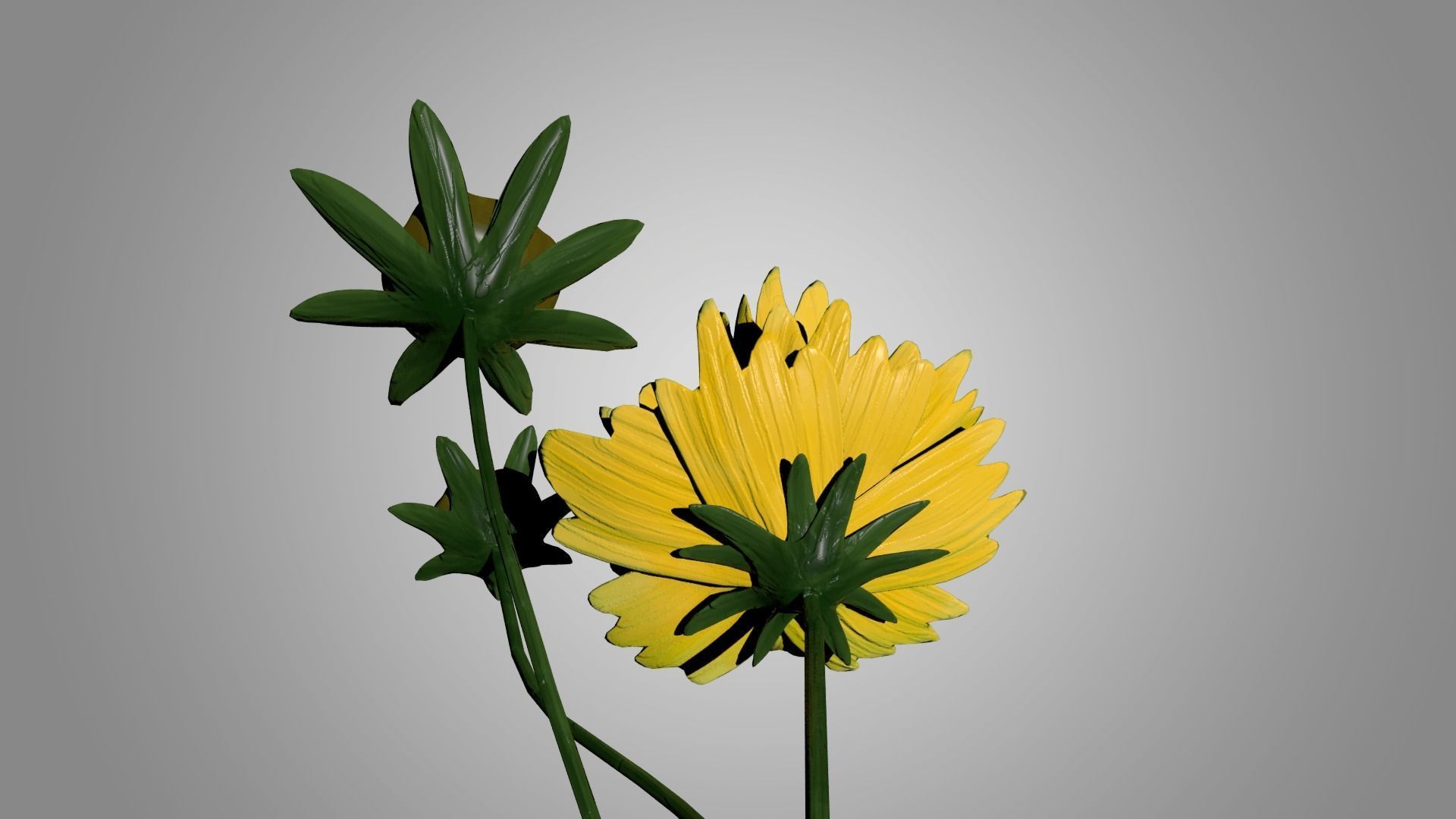 Coreopsis - Tickseed 3D model_5