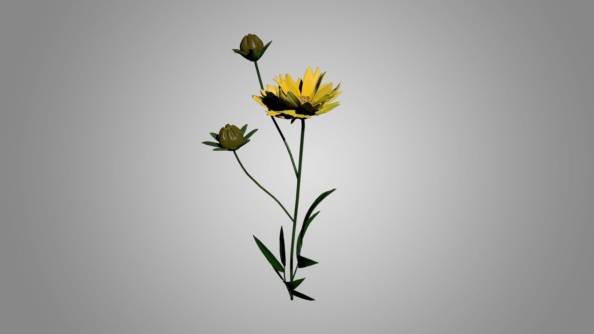 Coreopsis - Tickseed 3D model_2