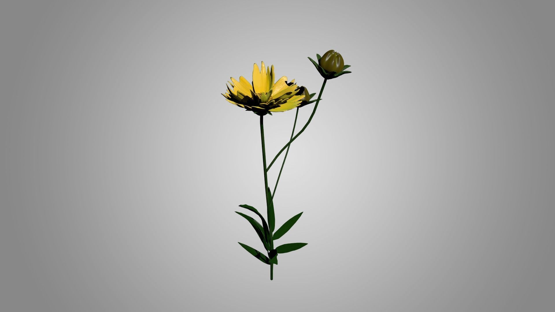 Coreopsis - Tickseed 3D model_3