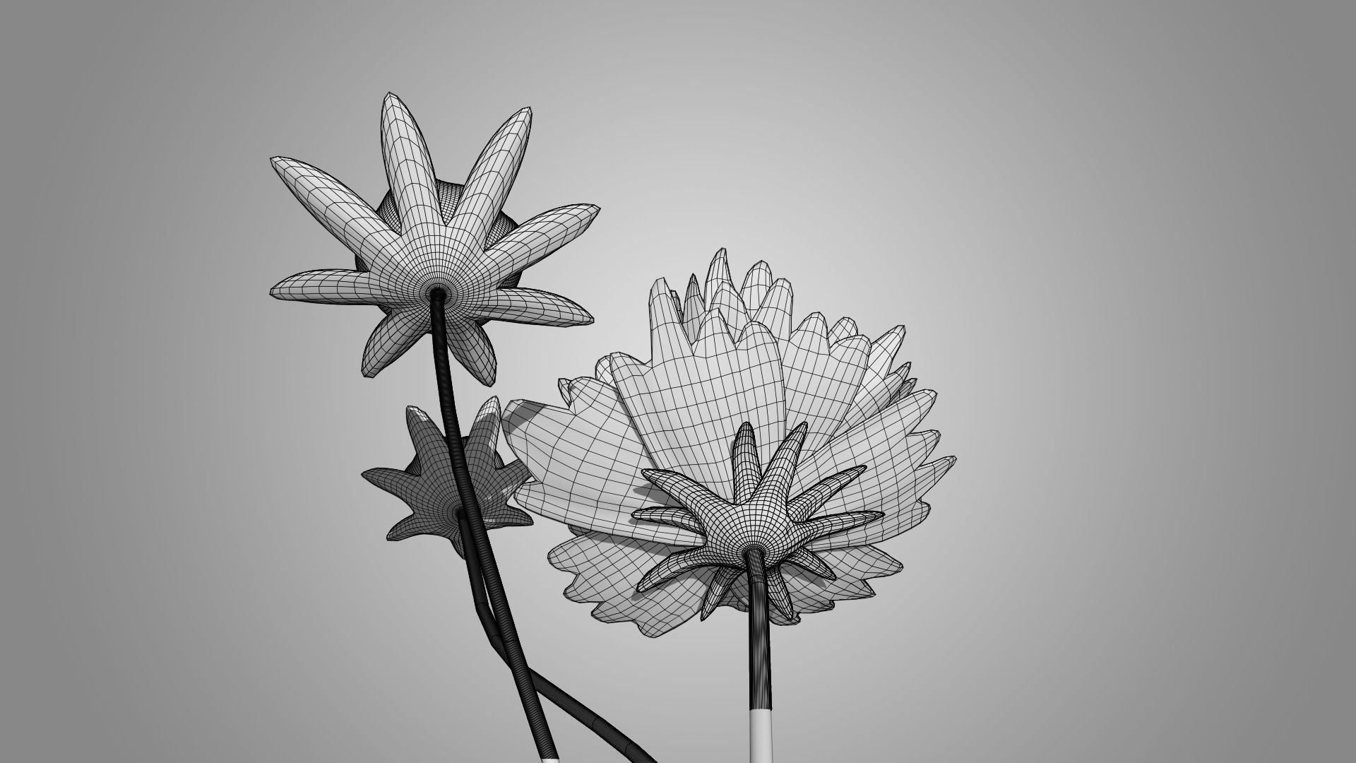 Coreopsis - Tickseed 3D model_10