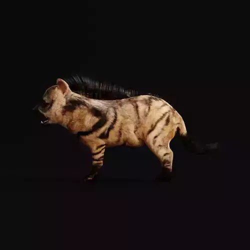 Baby Aardwolf Offspring Animal  Low-poly 3D model