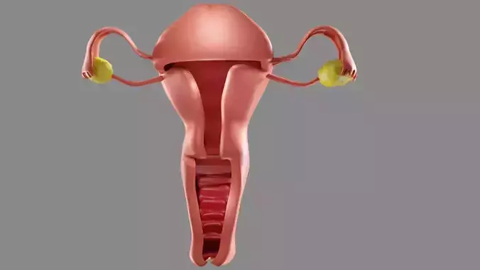  uterus