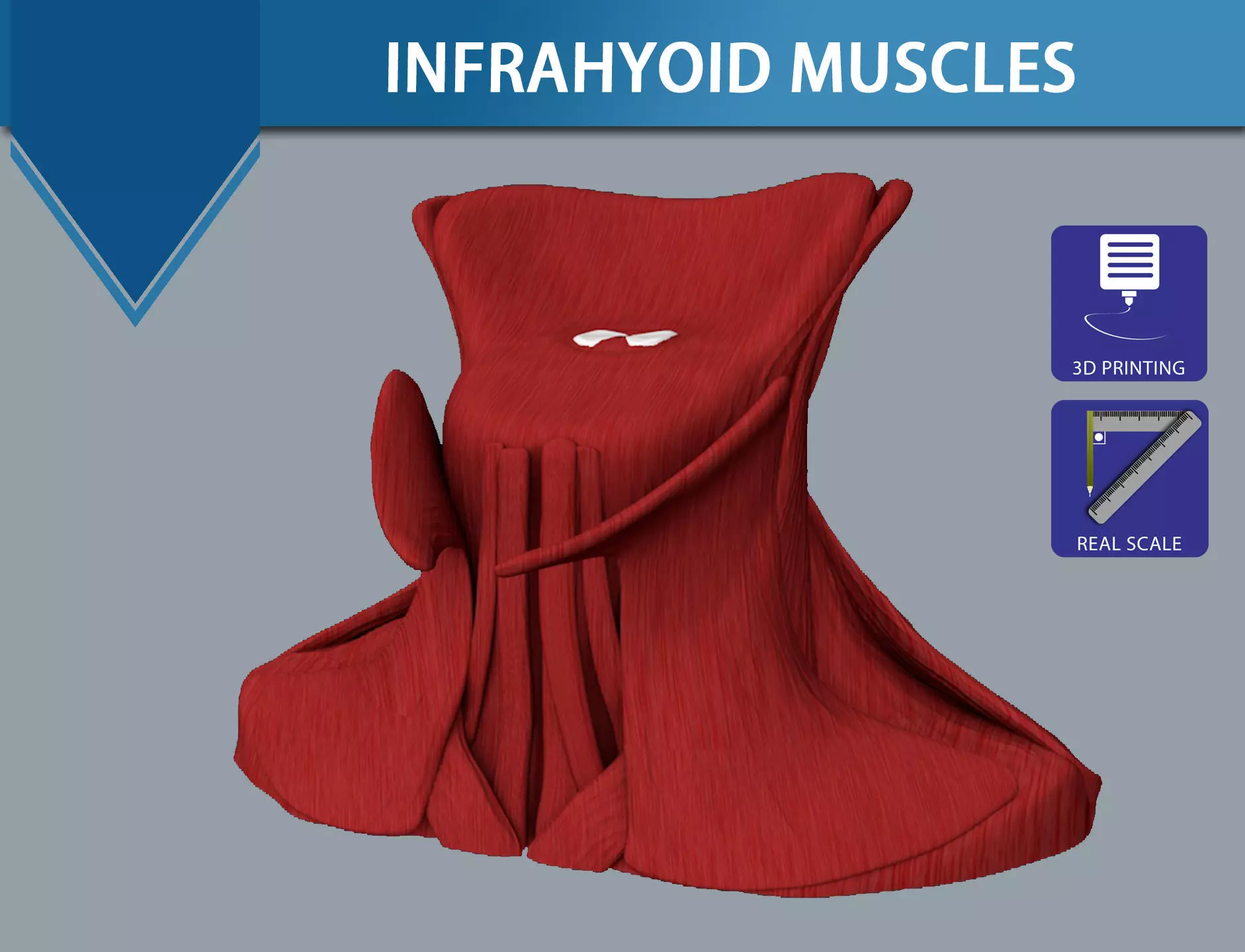 Human neck muscles 3D print model_0