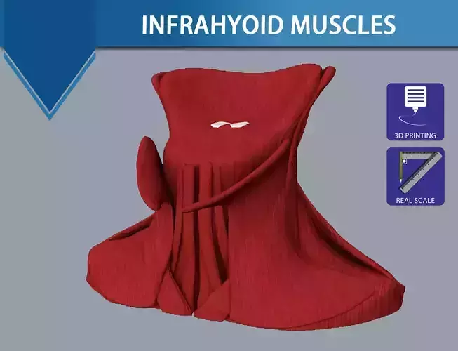 Human neck muscles 3D print model