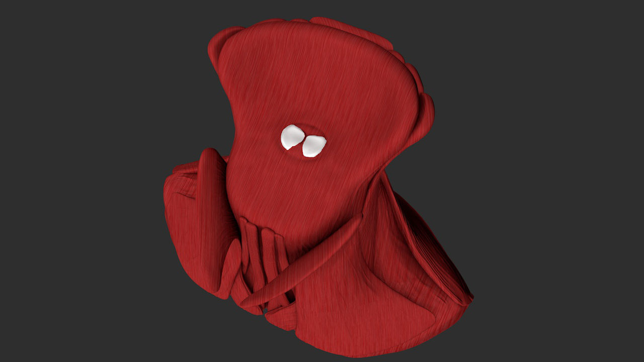 Human neck muscles 3D print model_6