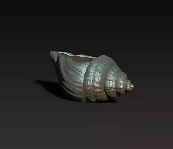 SeaShell container