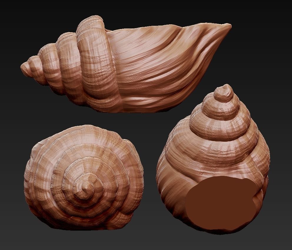 SeaShell container 3D print model_8