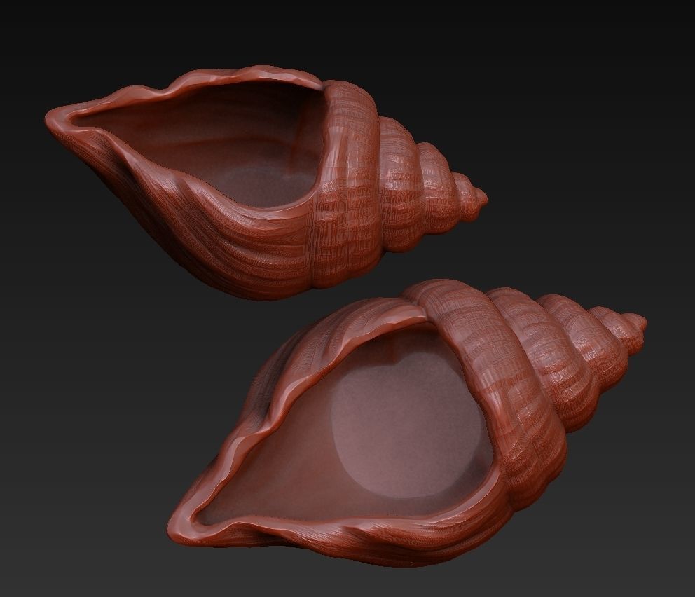 SeaShell container 3D print model_11