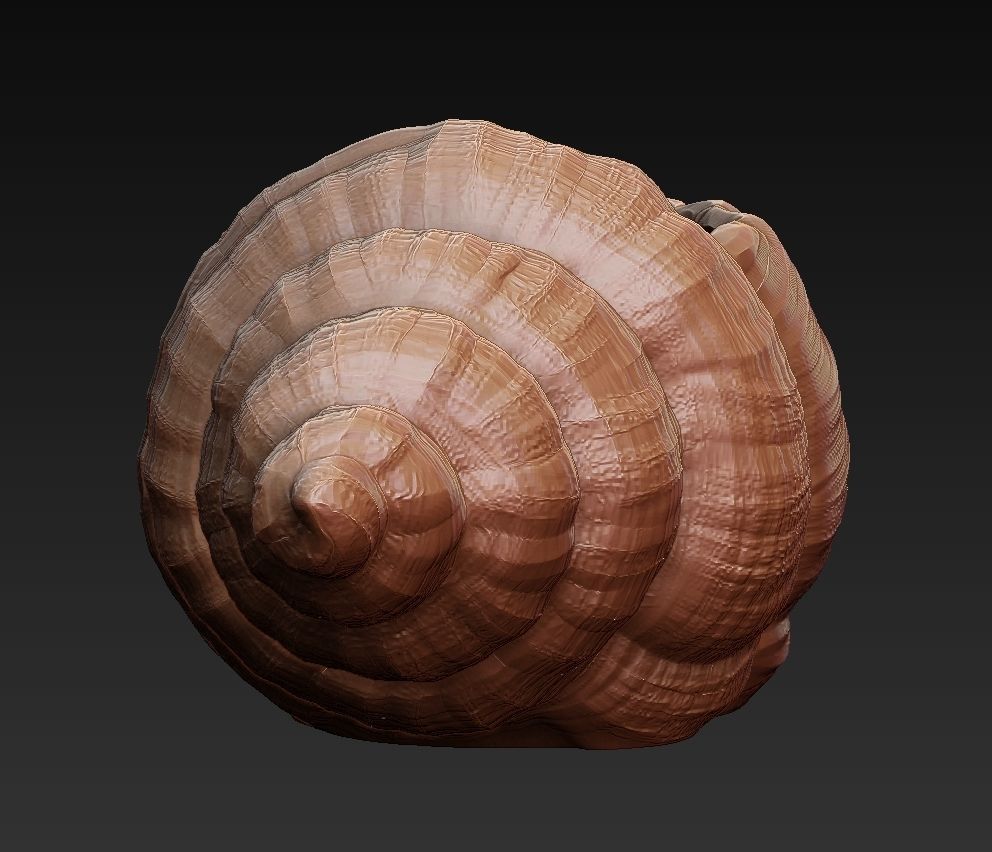 SeaShell container 3D print model_6