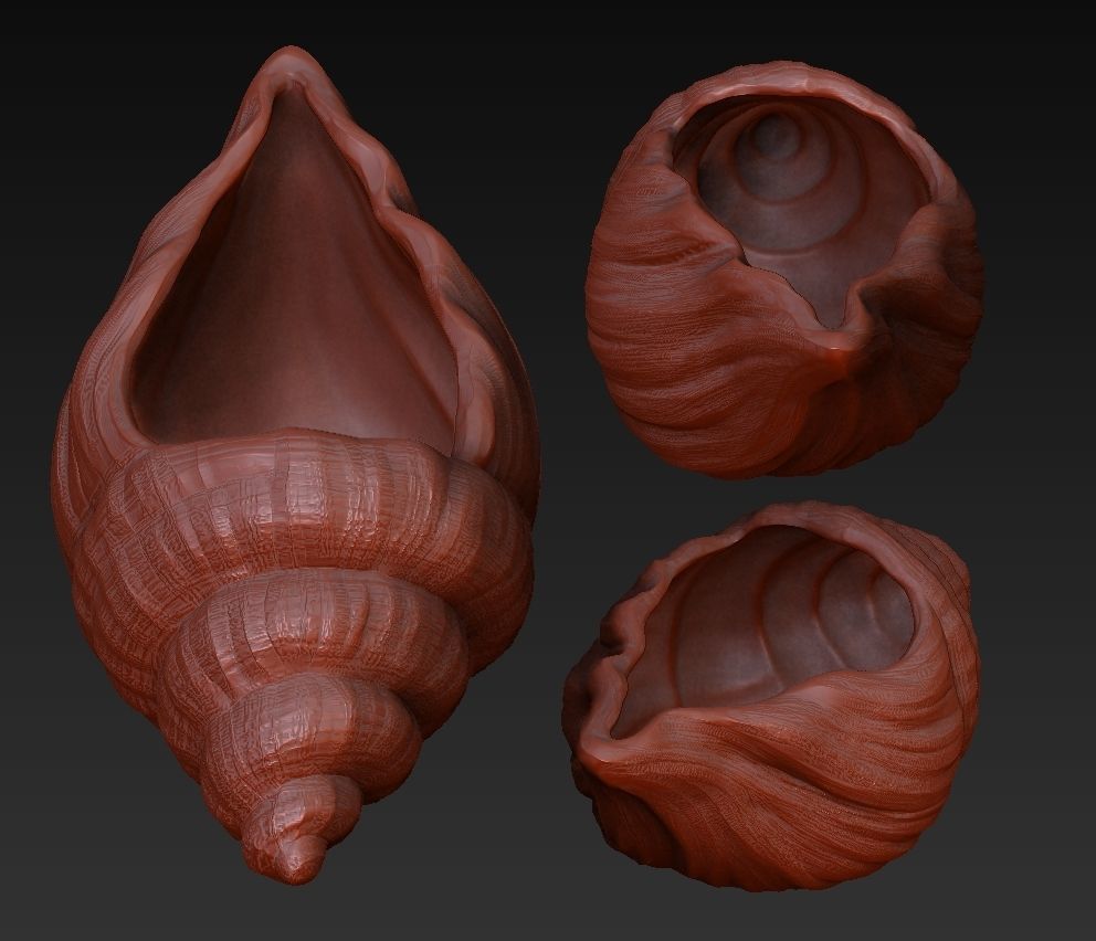 SeaShell container 3D print model_13