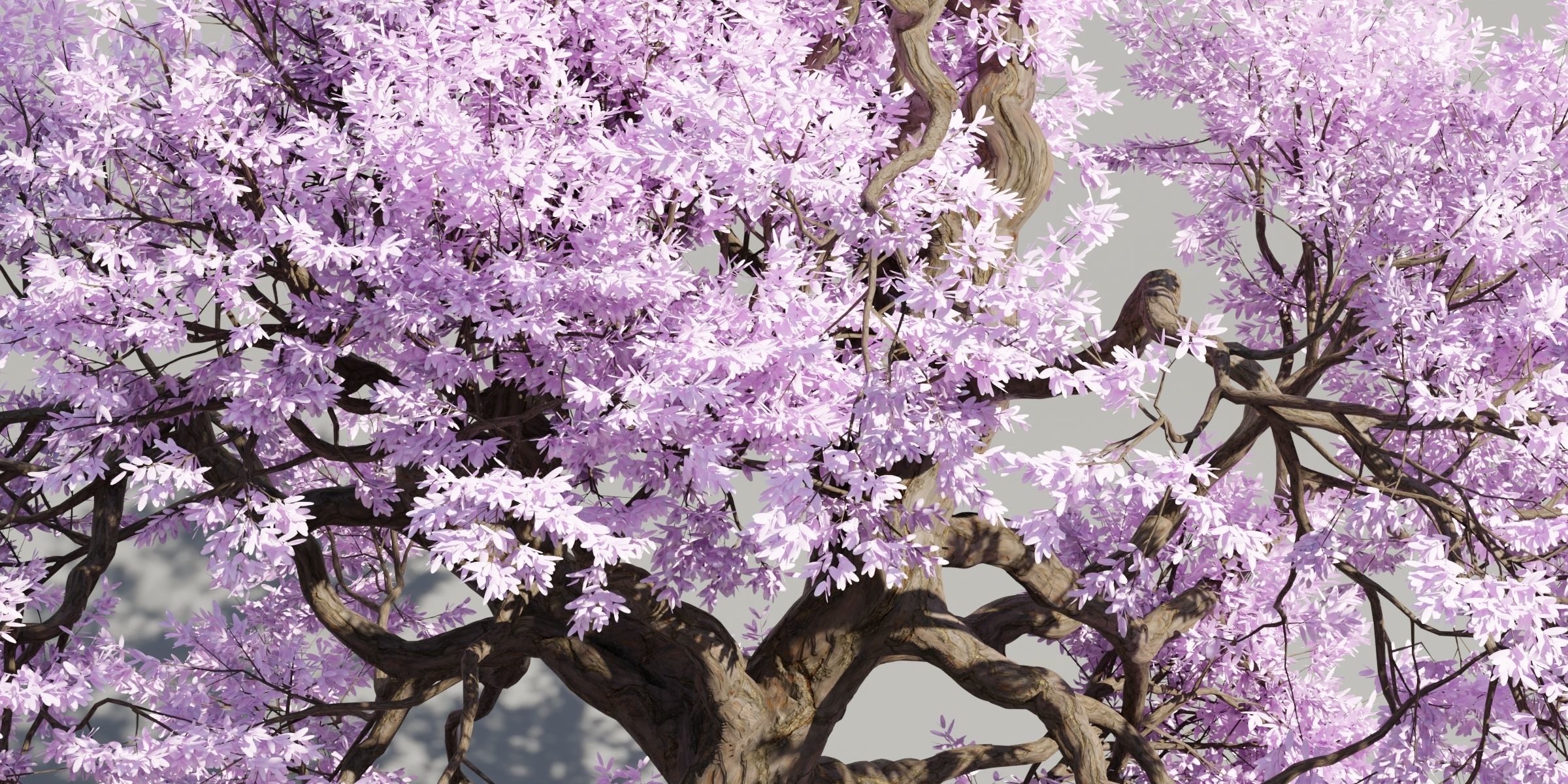 Cherry blossom tree vol 199-Blender 3D model_1