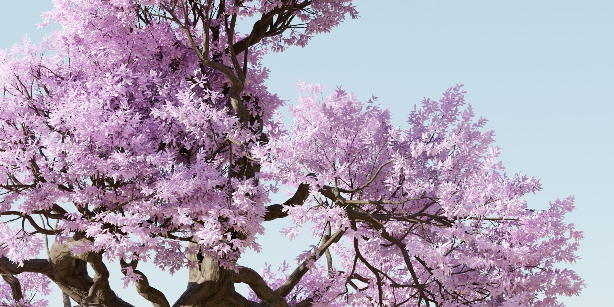 Cherry blossom tree vol 199-Blender 3D model_2