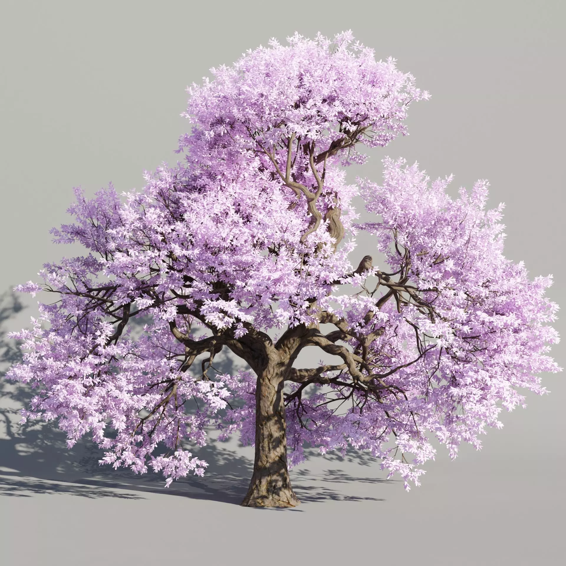 Cherry blossom tree vol 199-Blender 3D model_0