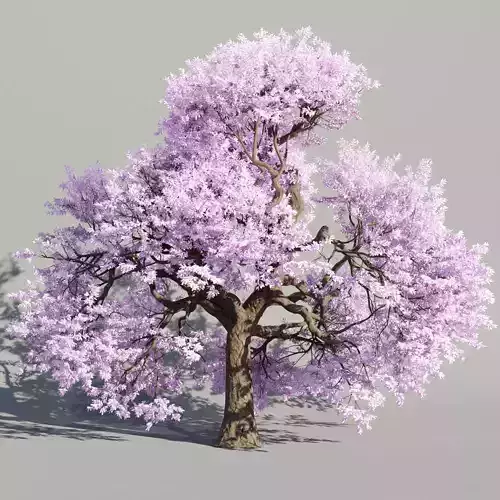 Cherry blossom tree vol 199-Blender 3D model