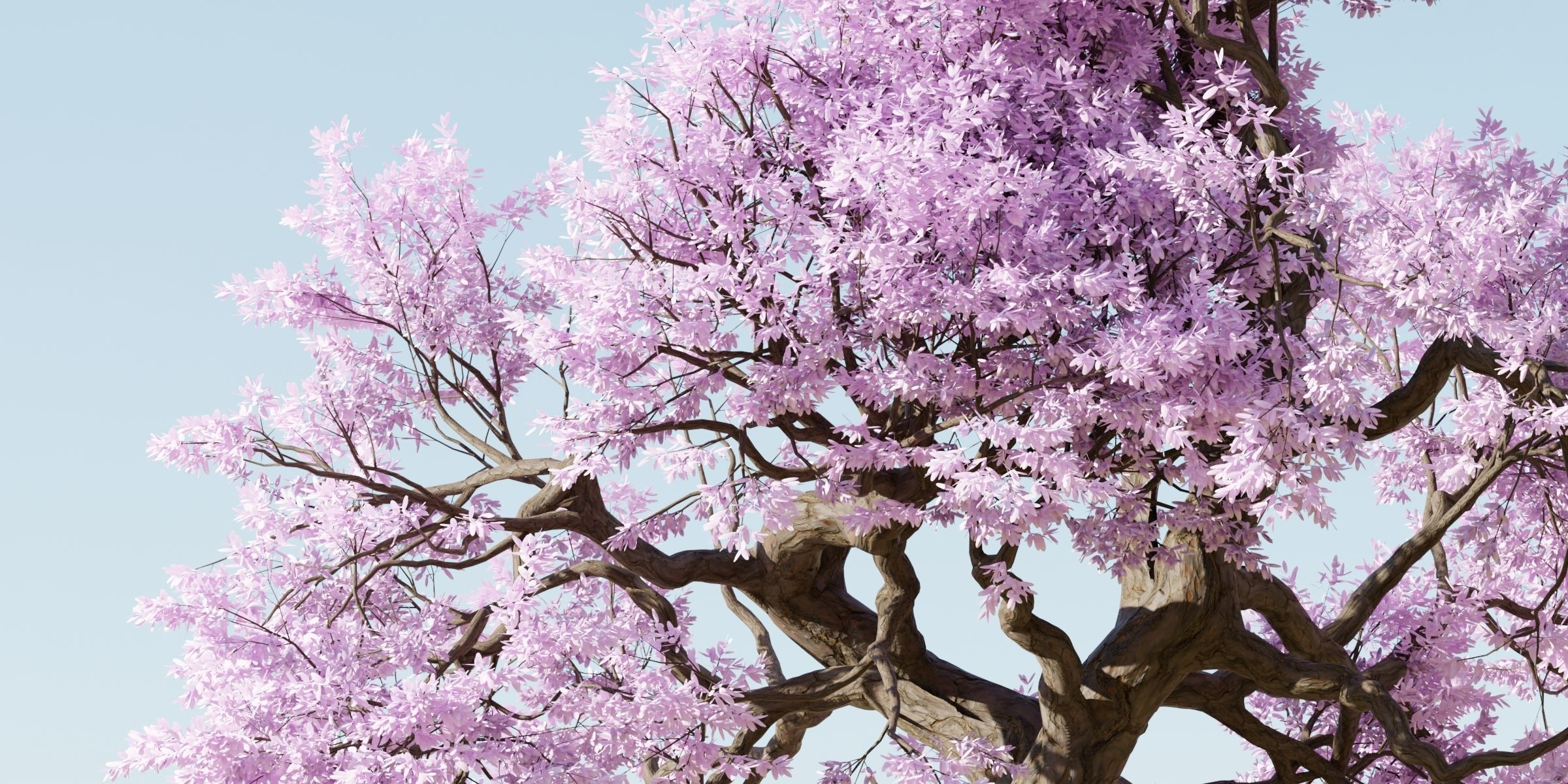Cherry blossom tree vol 199-Blender 3D model_3