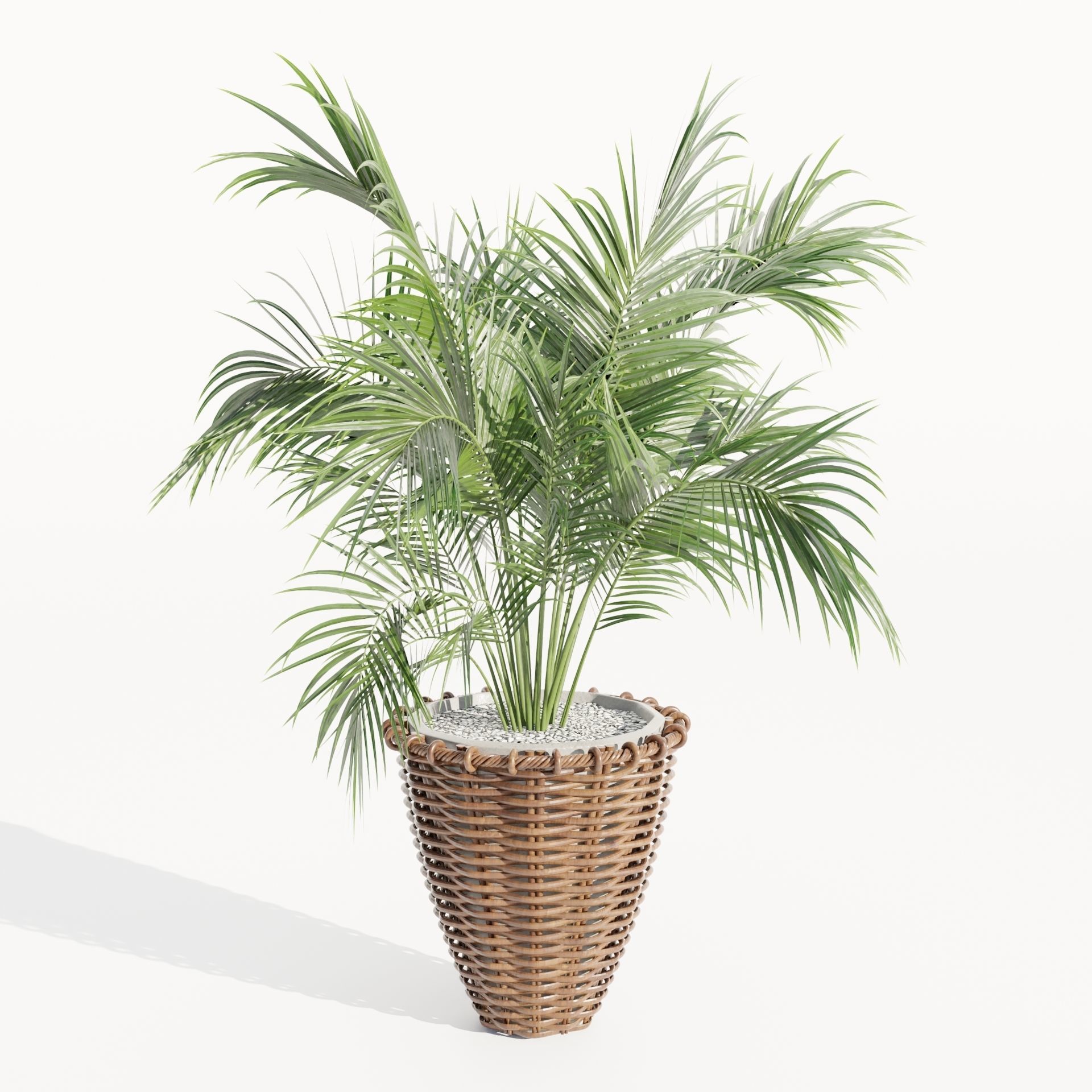 Indoor Plants Collection vol 202-Blender 3D model_4