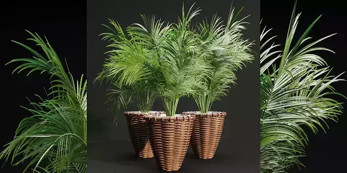 Indoor Plants Collection vol 202-Blender 3D model