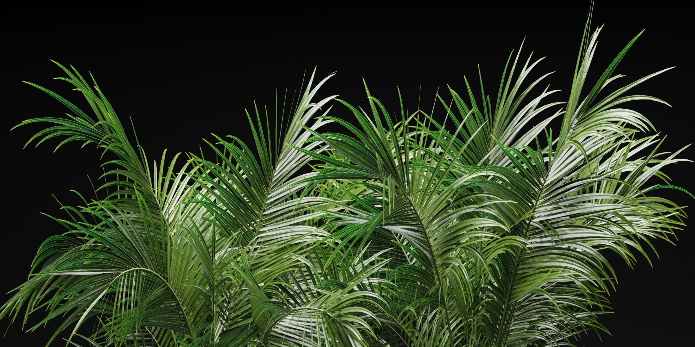 Indoor Plants Collection vol 202-Blender 3D model_5