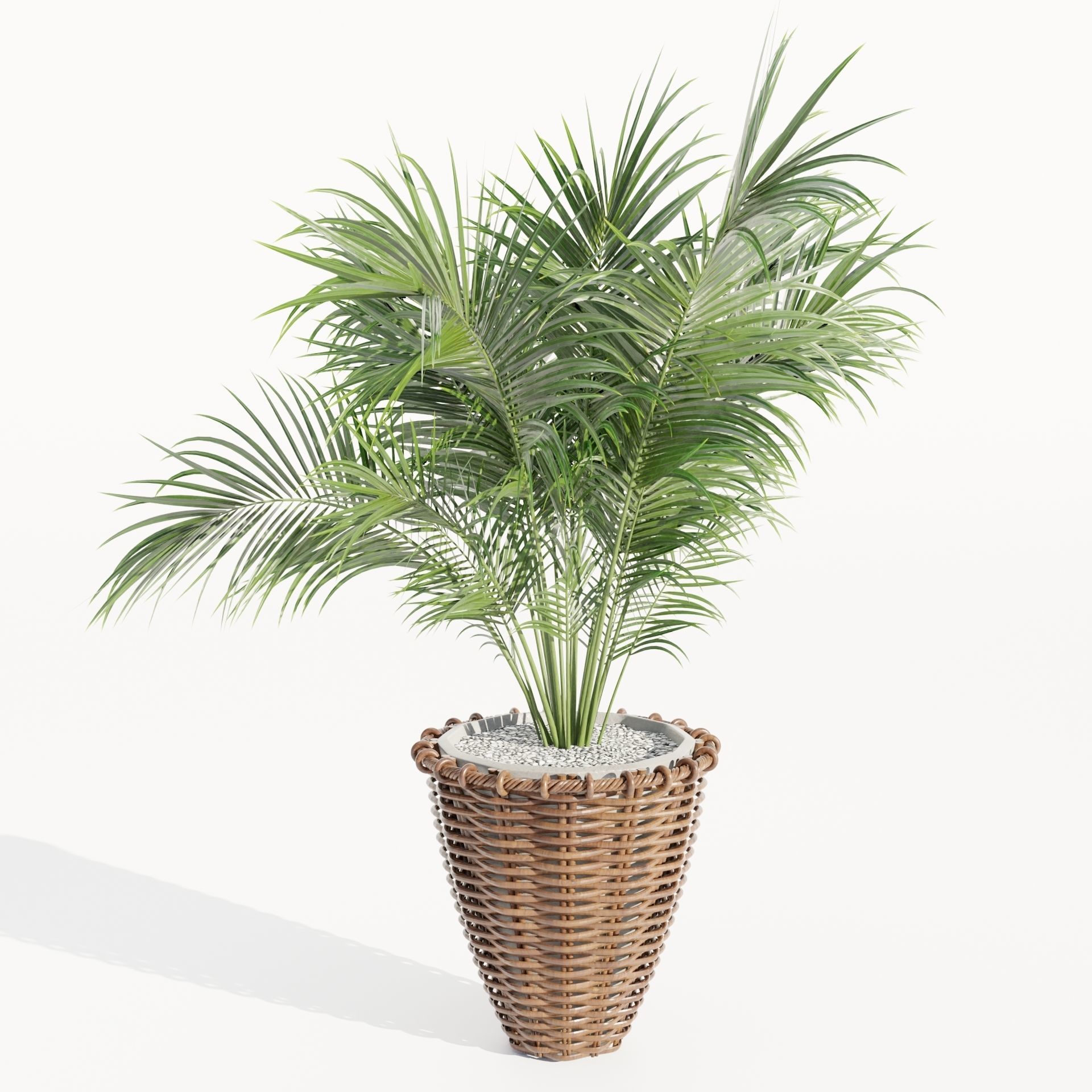 Indoor Plants Collection vol 202-Blender 3D model_3