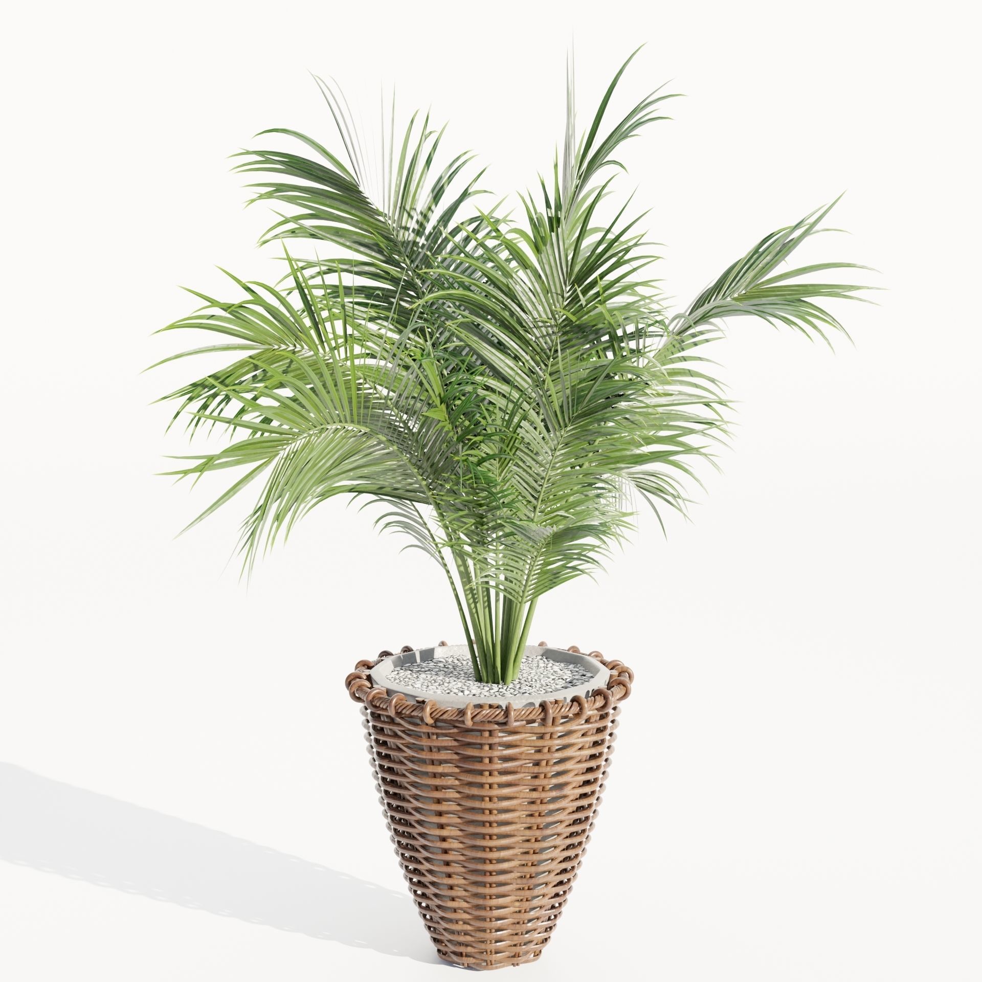 Indoor Plants Collection vol 202-Blender 3D model_2