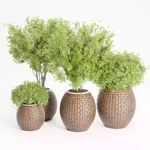 Outdoor plants collection vol 203-Blender