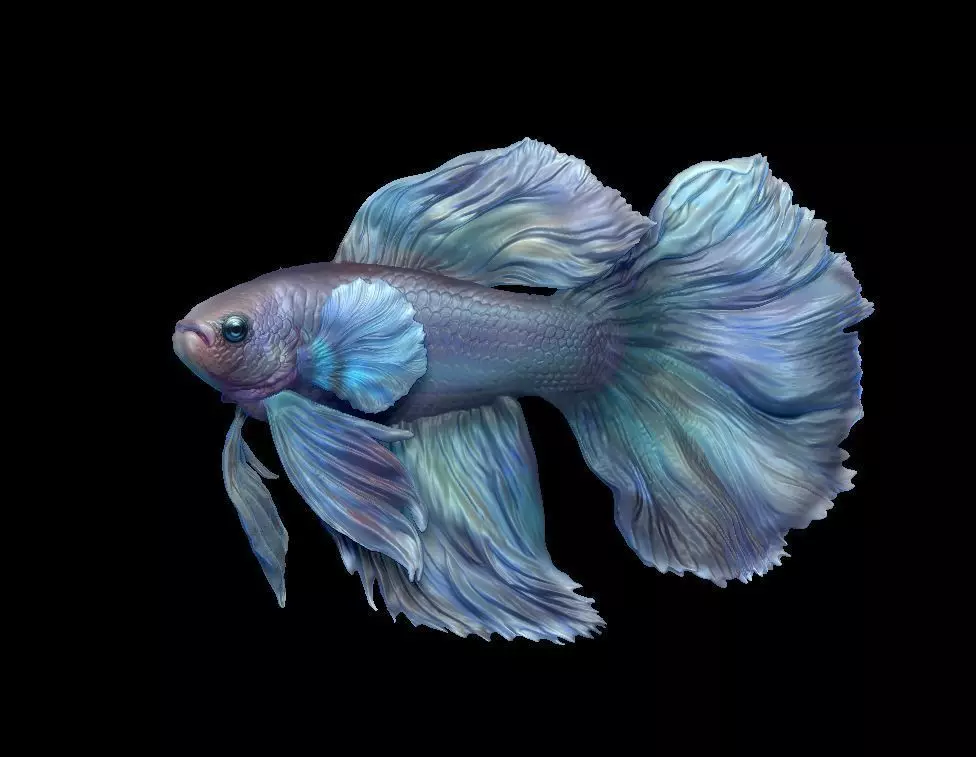 Betta fighting fish 2 models 3D print model