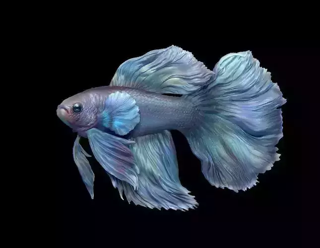 Betta fighting fish 2 models