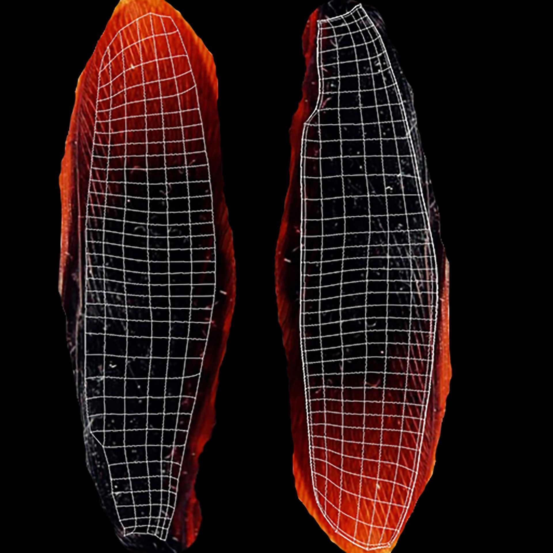 Cockroach Character Low-poly 3D model_17