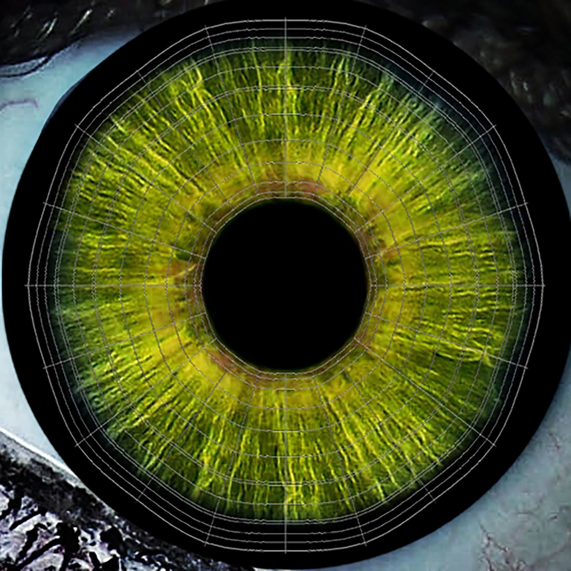 Cockroach Character Low-poly 3D model_22