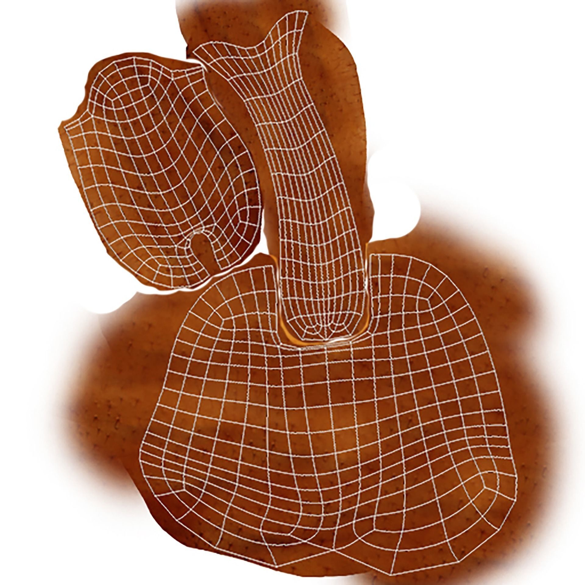 Cockroach Character Low-poly 3D model_15