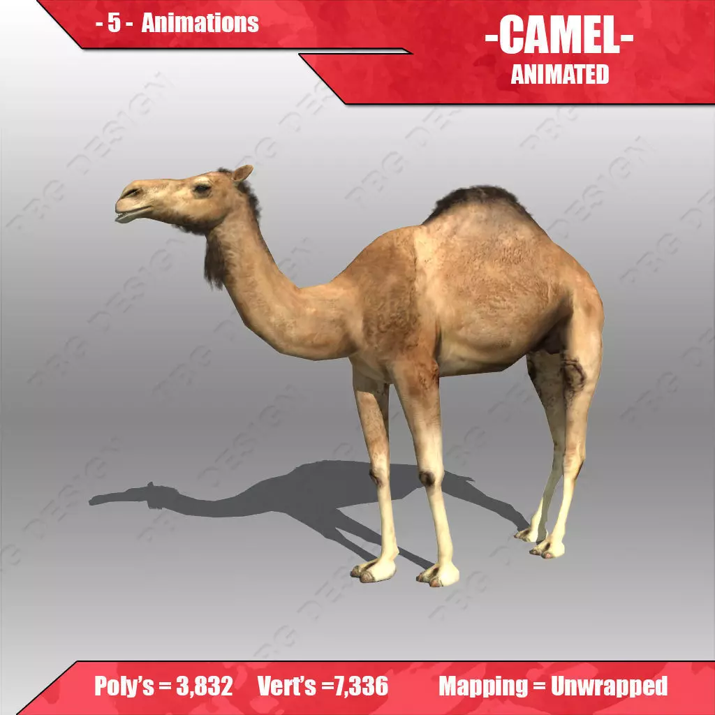 Camel Animated Low-poly 3D model_0