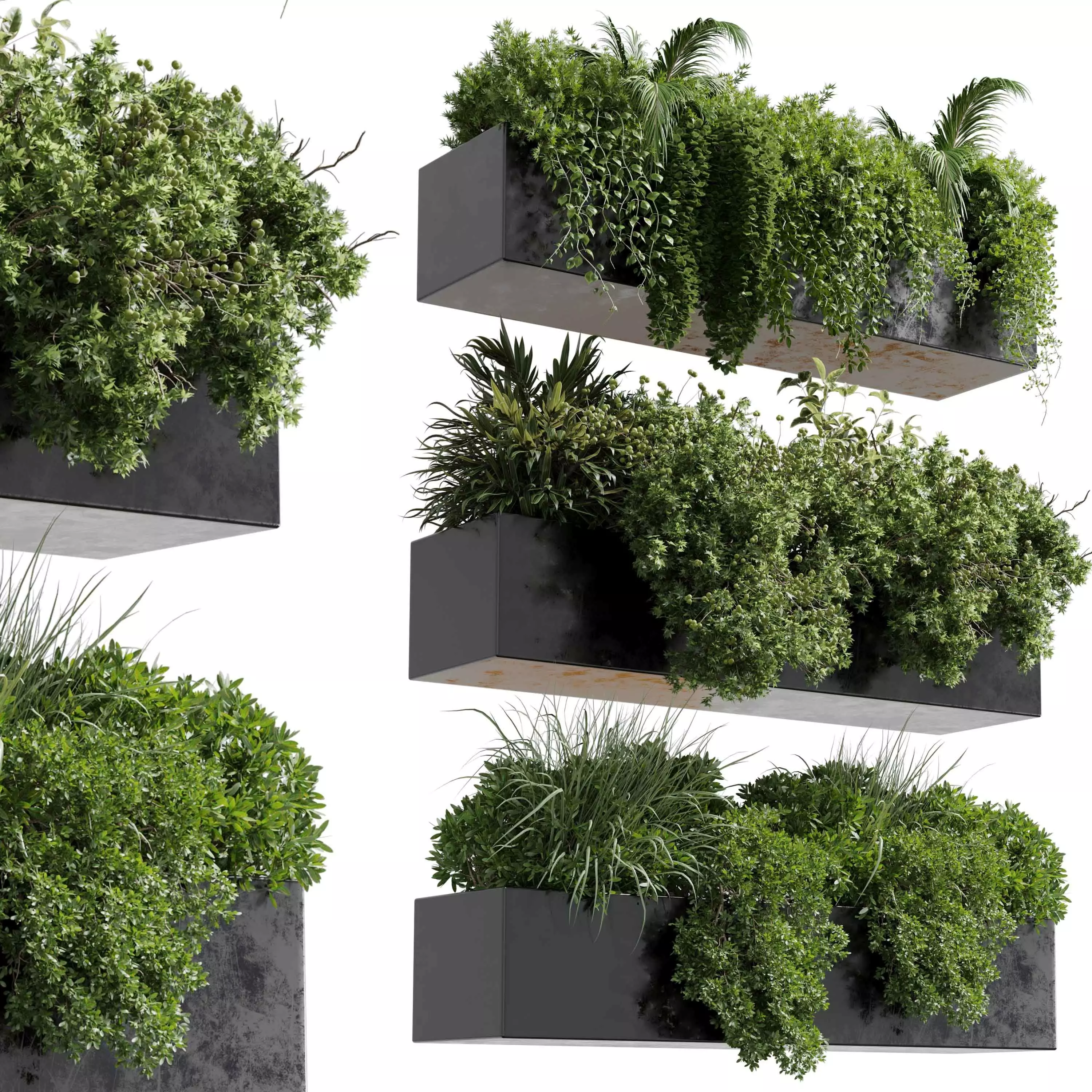 wall plant - hanging plants collection Indoor plant 446  3D model_0