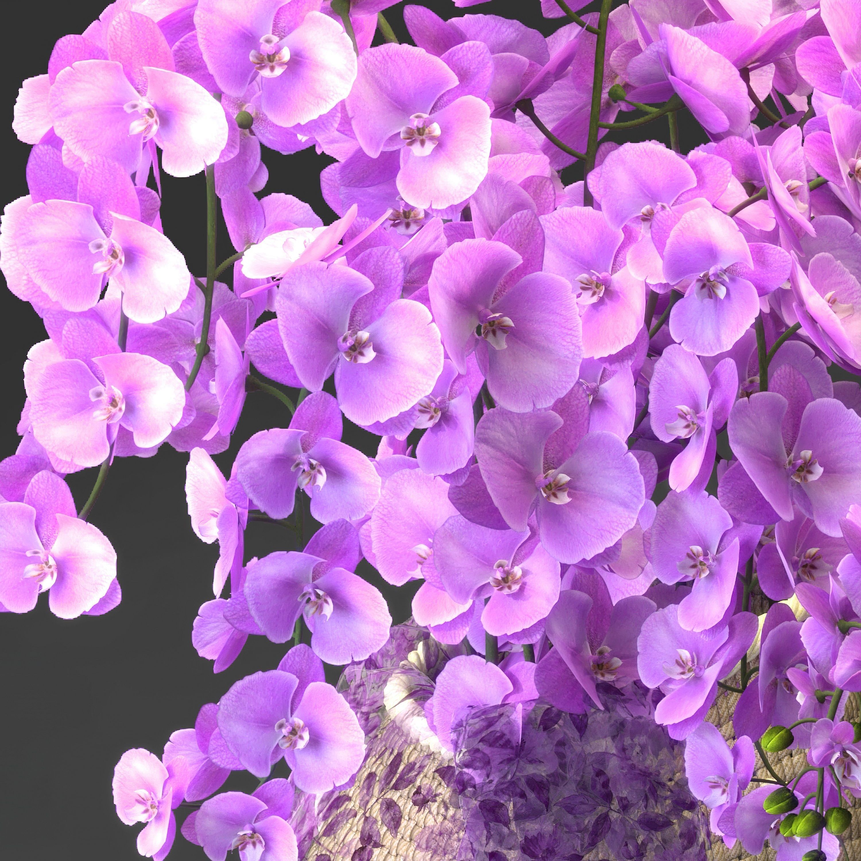 Orchid Flower Set -05 3D model_2