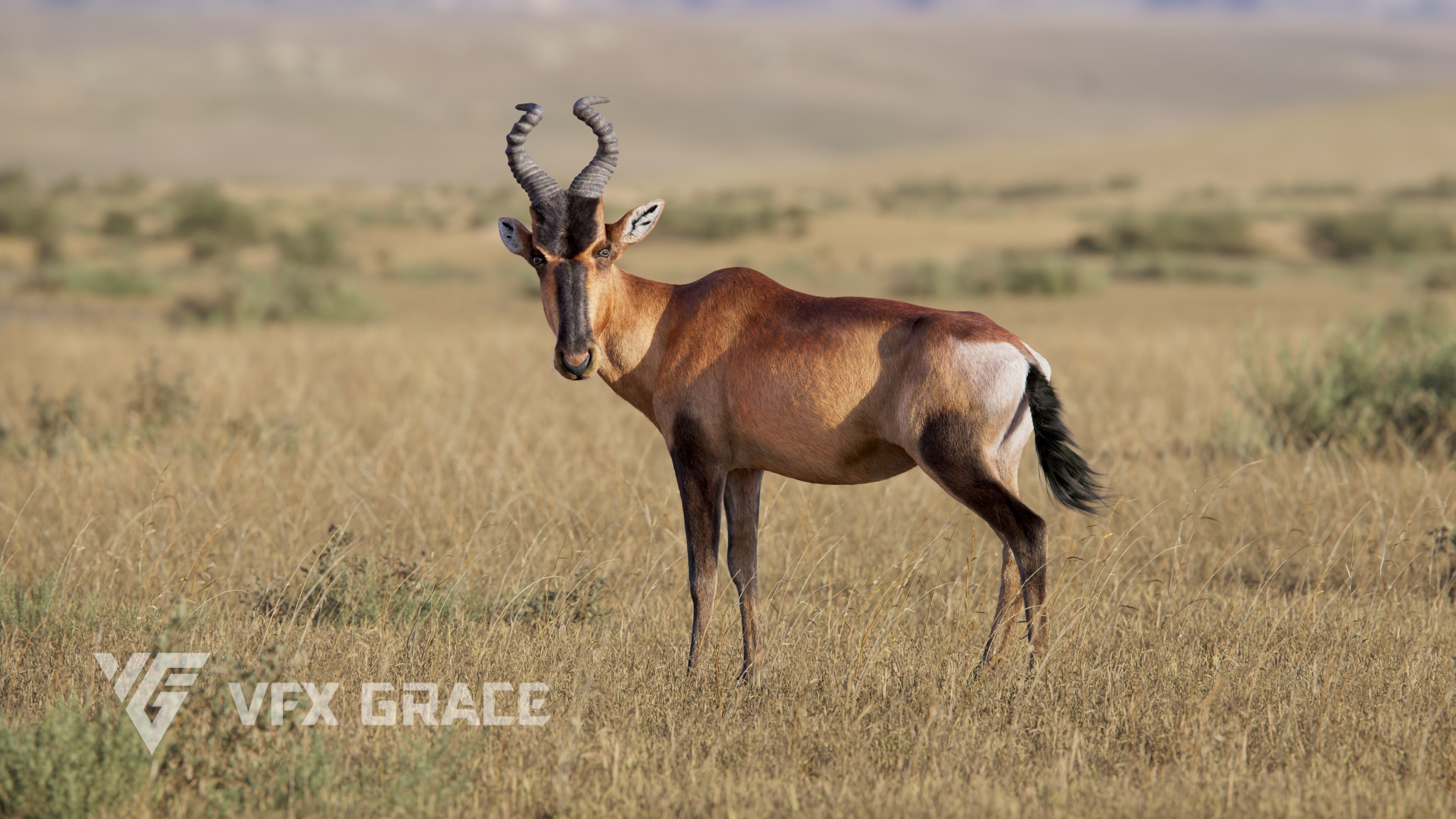 Buselaphus  VFX Grace 3D model_10