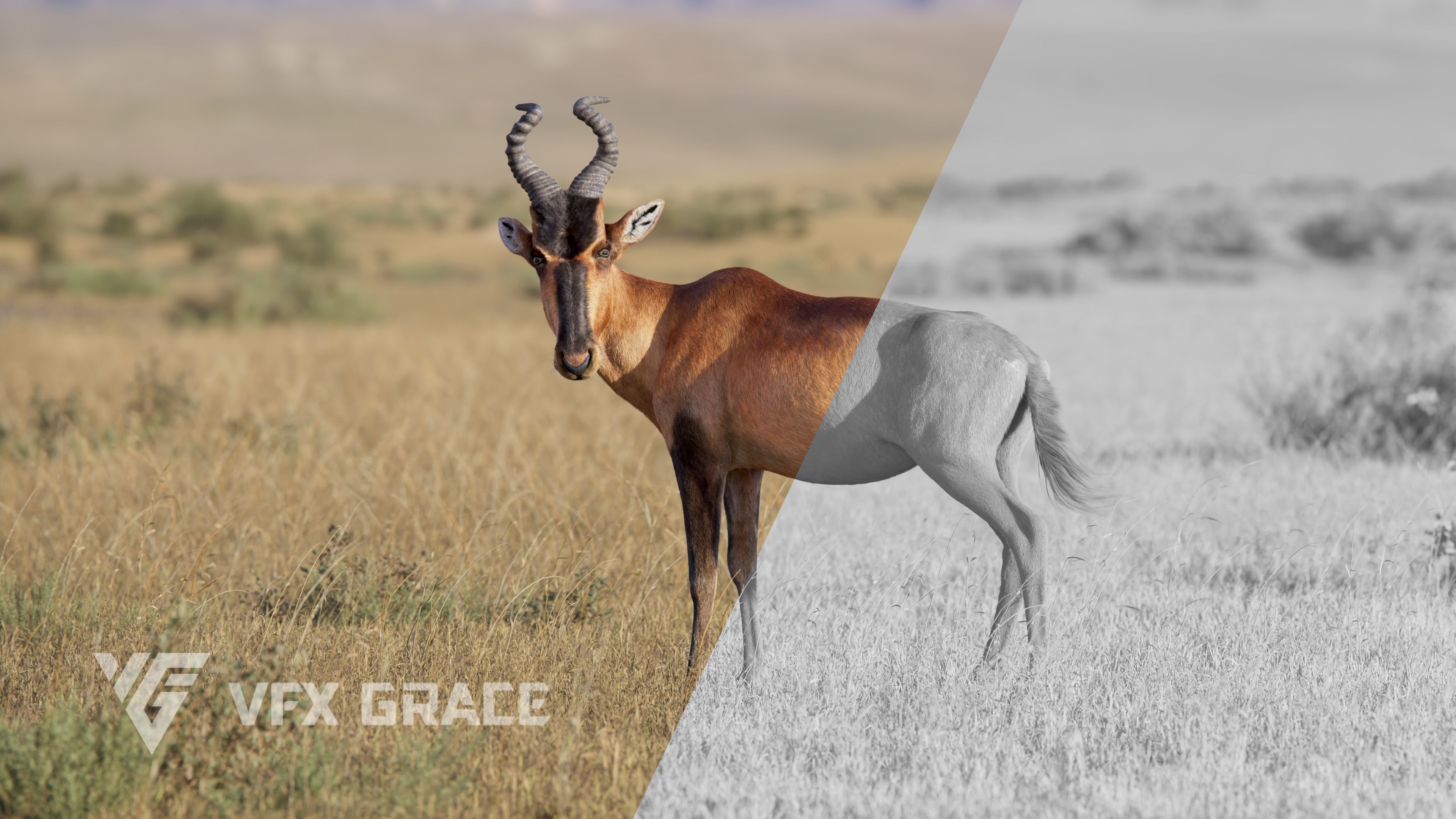 Buselaphus  VFX Grace 3D model_11